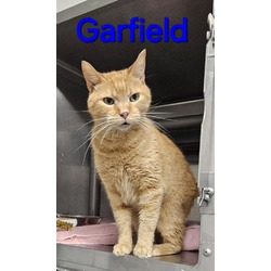 Photo of GARFIELD