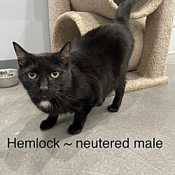 Photo of Hemlock