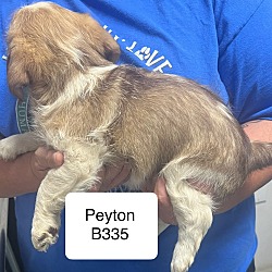 Thumbnail photo of Peyton B335 #2
