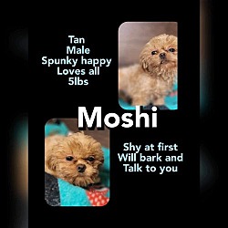 Photo of Moshi Sam SH D2024 in MS