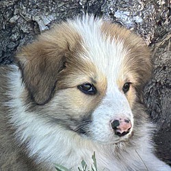 Thumbnail photo of Colorado Puppy 3 #1