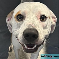 adopt a pet