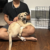adopt a pet