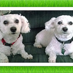 Thumbnail photo of Adopted!!Daisy and Sophie - KS #1