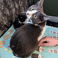 adopt a pet
