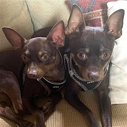 Photo of Prince & Bowie - CP-Bonded Pair