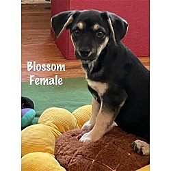 Photo of Blossom (Pandora pup) ~