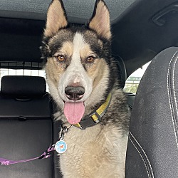 Dog for adoption - Gucci Puppy, a Husky in Hastings, NE