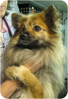 keeshond pomeranian mix puppies