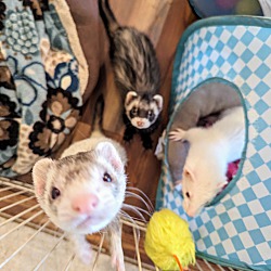 Photo of Lily and Snowy and Versace