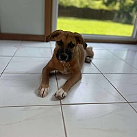 adopt a pet