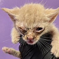 adopt a pet
