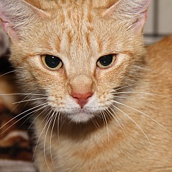 Thumbnail photo of Antionette (Spayed) #3