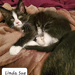 Photo of Linda Sue