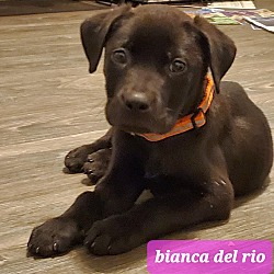 Photo of Bianca Del Rio