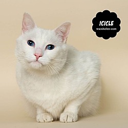 Photo of ICICLE (Hearing Impaired; LTR)