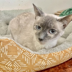 Photo of Ruthie (Senior)