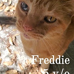 Photo of Freddie