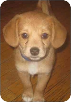 pomeranian beagle mix