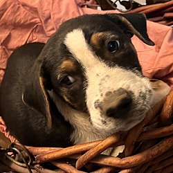 Photo of Duggie