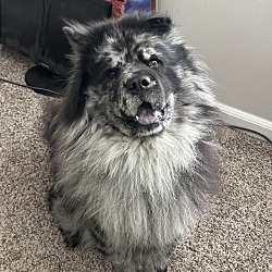 Photo of Koda 