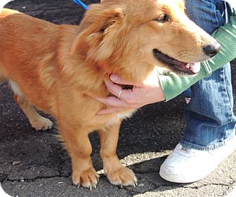 Preston, CT - Corgi. Meet Gumbo 