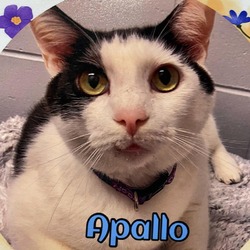 Photo of Apallo