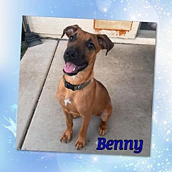 Thumbnail photo of Benny #1