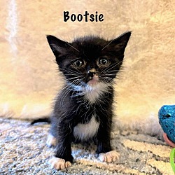 Thumbnail photo of Bootsie #2