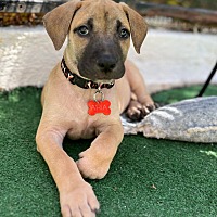 adopt a pet