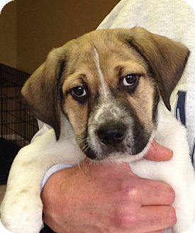 Plainfield Ct German Shorthaired Pointer Meet Candy A Pet For