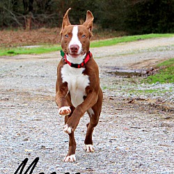 Thumbnail photo of Magoo~adopted! #4