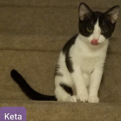 Photo of Keta