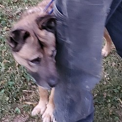 Thumbnail photo of Canelo ('Ben') #4