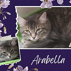 Thumbnail photo of Arabella #2