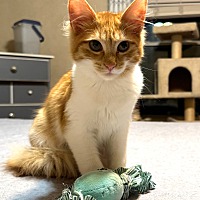 adopt a pet