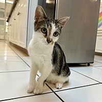 adopt a pet