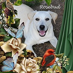 Thumbnail photo of Rosebud #2