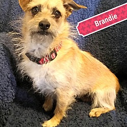 Thumbnail photo of Brandie-True sweetie #4