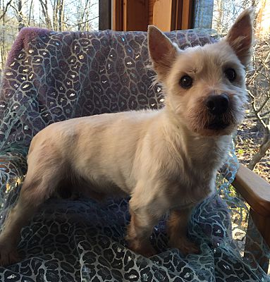 Millersburg Oh Westie West Highland White Terrier Meet Pebbles A Pet For Adoption