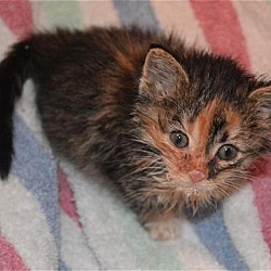 Thumbnail photo of Af Litter Jenna - Adopted 10.15.16 #1