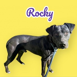 Thumbnail photo of Rocky #3