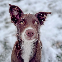 Thumbnail photo of Juno - chocolate Border Collie #2