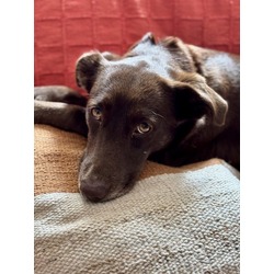 Thumbnail photo of Ruby - Available in Foster #2