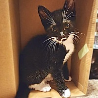 adopt a pet