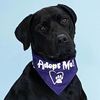 adopt a pet