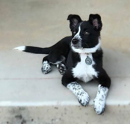 oreo border collie