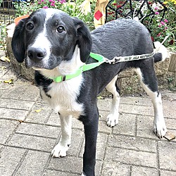 Photo of Ryder