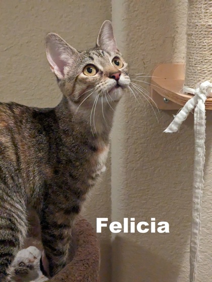 Thumbnail photo of Felicia #1