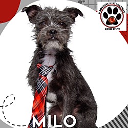 Thumbnail photo of MILO ❤️ #1